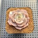 Echeveria 'Joong San' 2" Succulent Plant Cutting