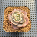Echeveria 'Joong San' 2" Succulent Plant Cutting