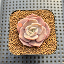 Echeveria 'Joong San' 2" Succulent Plant Cutting