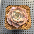 Echeveria 'Joong San' 2" Succulent Plant Cutting