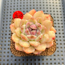 Echeveria 'Sarahime' x 'Hyalina' Hybrid 2" Flower Village Hybrid Succulent Plant Cutting