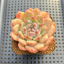 Echeveria 'Sarahime' x 'Hyalina' Hybrid 2" Flower Village Hybrid Succulent Plant Cutting