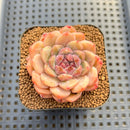 Echeveria 'Sarahime' x 'Hyalina' Hybrid 2" Flower Village Hybrid Succulent Plant Cutting