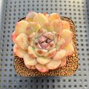 Echeveria 'Sarahime' x 'Hyalina' Hybrid 2" Flower Village Hybrid Succulent Plant Cutting