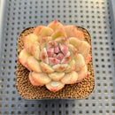 Echeveria 'Sarahime' x 'Hyalina' Hybrid 2" Flower Village Hybrid Succulent Plant Cutting