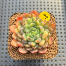 Echeveria 'Blue Surf' Variegated 2" Succulent Plant Cutting