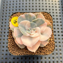 Echeveria 'Pollux' Variegated 2" Succulent Plant Cutting