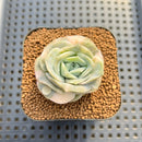 Graptoveria 'Lovely Rose' Variegated 2" Succulent Plant