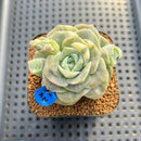 Graptoveria 'Lovely Rose' Variegated 2" Succulent Plant