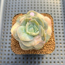 Graptoveria 'Lovely Rose' Variegated 2" Succulent Plant
