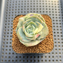 Graptoveria 'Lovely Rose' Variegated 2" Succulent Plant