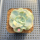 Graptoveria 'Lovely Rose' Variegated 2" Succulent Plant