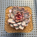 Echeveria 'Hyalina' Hybrid Selected Clone 2" Flower Village Hybrid Succulent Plant Cutting