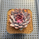 Echeveria 'Hyalina' Hybrid Selected Clone 2" Flower Village Hybrid Succulent Plant Cutting