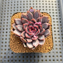 Echeveria 'Hyalina' Hybrid Selected Clone 2" Flower Village Hybrid Succulent Plant Cutting