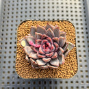 Echeveria 'Hyalina' Hybrid Selected Clone 2" Flower Village Hybrid Succulent Plant Cutting
