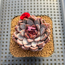 Echeveria 'Hyalina' Hybrid Selected Clone 2" Flower Village Hybrid Succulent Plant Cutting