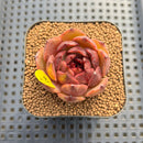 Echeveria 'Burgundy Edge' 2" Succulent Plant Cutting