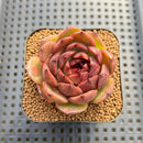 Echeveria 'Burgundy Edge' 2" Succulent Plant Cutting