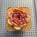 Echeveria 'Burgundy Edge' 2" Succulent Plant Cutting