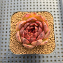 Echeveria 'Burgundy Edge' 2" Succulent Plant Cutting