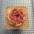 Echeveria 'Burgundy Edge' 2" Succulent Plant Cutting