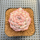 Echeveria Laui x 'Hyalina' Hybrid 2" Flower Village Hybrid Succulent Plant Cutting