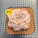 Echeveria Laui x 'Hyalina' Hybrid 2" Flower Village Hybrid Succulent Plant Cutting
