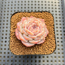 Echeveria Laui x 'Hyalina' Hybrid 2" Flower Village Hybrid Succulent Plant Cutting