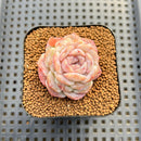 Echeveria Laui x 'Hyalina' Hybrid 2" Flower Village Hybrid Succulent Plant Cutting