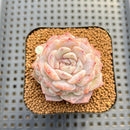 Echeveria Laui x 'Hyalina' Hybrid 2" Flower Village Hybrid Succulent Plant Cutting