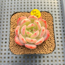 Echeveria 'Glam Pink' 1"-2" Succulent Plant Cutting