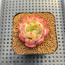 Echeveria 'Glam Pink' 1"-2" Succulent Plant Cutting
