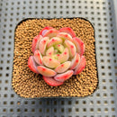 Echeveria 'Glam Pink' 1"-2" Succulent Plant Cutting