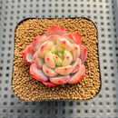 Echeveria 'Glam Pink' 1"-2" Succulent Plant Cutting
