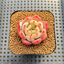 Echeveria 'Glam Pink' 1"-2" Succulent Plant Cutting