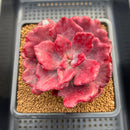 Echeveria 'Diamond State' Variegated 2"-3" Succulent Plant Cutting