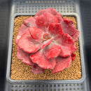 Echeveria 'Diamond State' Variegated 2"-3" Succulent Plant Cutting