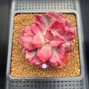 Echeveria 'Diamond State' Variegated 2"-3" Succulent Plant Cutting