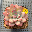 Echeveria 'Chubby Lips' 2" Succulent Plant Cutting