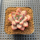 Echeveria 'Chubby Lips' 2" Succulent Plant Cutting