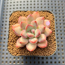 Echeveria 'Chubby Lips' 2" Succulent Plant Cutting