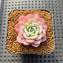 Echeveria 'Werther' 1"-2" Succulent Plant Cutting