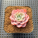 Echeveria 'Werther' 1"-2" Succulent Plant Cutting