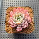 Echeveria 'Werther' 1"-2" Succulent Plant Cutting