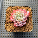 Echeveria 'Werther' 1"-2" Succulent Plant Cutting