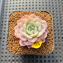 Echeveria 'Werther' 1"-2" Succulent Plant Cutting
