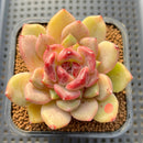 Echeveria Hybrid sp. 3" Flower Village Hybrid Succulent Plant Cutting