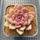 Echeveria Hybrid sp. 3" Flower Village Hybrid Succulent Plant Cutting