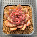 Echeveria Hybrid sp. 3" Flower Village Hybrid Succulent Plant Cutting